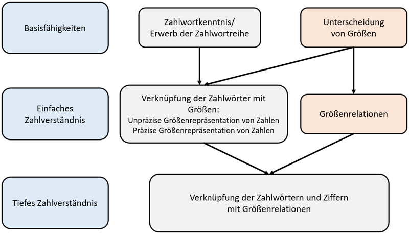 Die Abbildung zeigt das Modell der Zahl-Größen-Verknüpfung nach Krajewski als schematische Darstellung in drei Spalten. In der ersten Spalte befinden sich drei Rechtecke, die die Ebenen des Zahlverständnisses darstellen. In der zweiten Spalte befinden sich Rechtecke, die die Zahlrepräsentation auf den verschiedenen Ebenen beschreiben. Auf der ersten Ebene werden hier Zahlwortkenntnis und der Erwerb der Zahlwortreihe genannt. Auf der zweiten Ebene die Verknüpfung von Zahlwörtern mit Größenunterschieden, die zu unpräzisen und später präzisen Größenrepräsentationen führen. Auf der dritten Ebene wird die Verknüpfung von Zahlwörtern und Ziffern mit Größenrelationen genannt. In der dritten Spalte wird die Entwicklung der Größenunterscheidung in Rechtecken dargestellt. Auf Ebene eins wird die Größenunterscheidung genannt, auf Ebene zwei die Größenrelationen und auf Ebene drei wird nichts dargestellt. Die verschiedenen Rechtecke sind durch Pfeile verbunden, wodurch die Verknüpfung von Zahlen und Größenunterscheidung verdeutlicht wird.