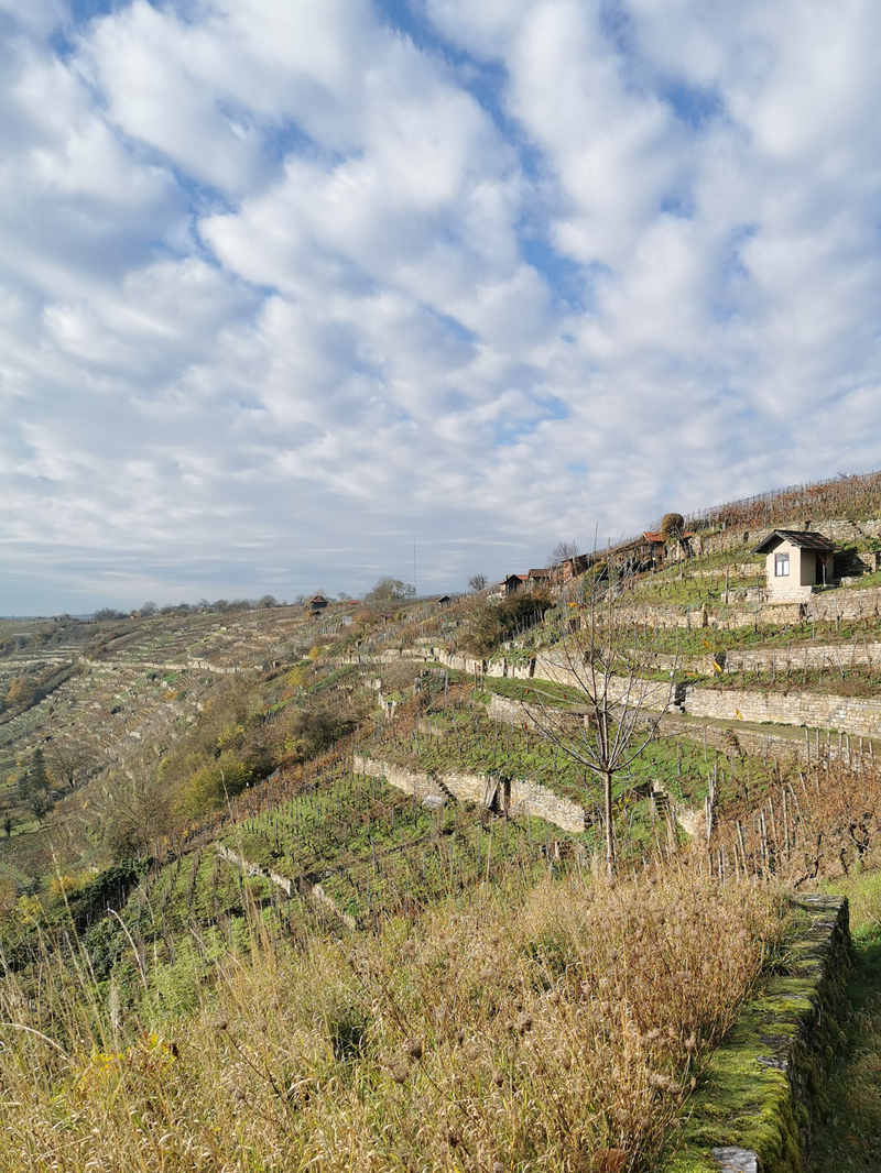 Das Bild zeigt einen Blick über das Wandergebiet durch die bereits abgeernteten Weinreben im Weinberg oberhalb von Roßwag bei Vaihingen/Enz. Einzelne Weingärten sind aufgrund der steilen Hanglage terrassenförmig angelegt und werden durch Steinmauern gestützt und voneinander getrennt. Der auf dem Bild nur bedingt erkennbare Weg – eine naturnahe Forststraße mit bewachsenem Mittelstreifen - verläuft nahezu ebenerdig entlang einer solchen Stützwand. 
