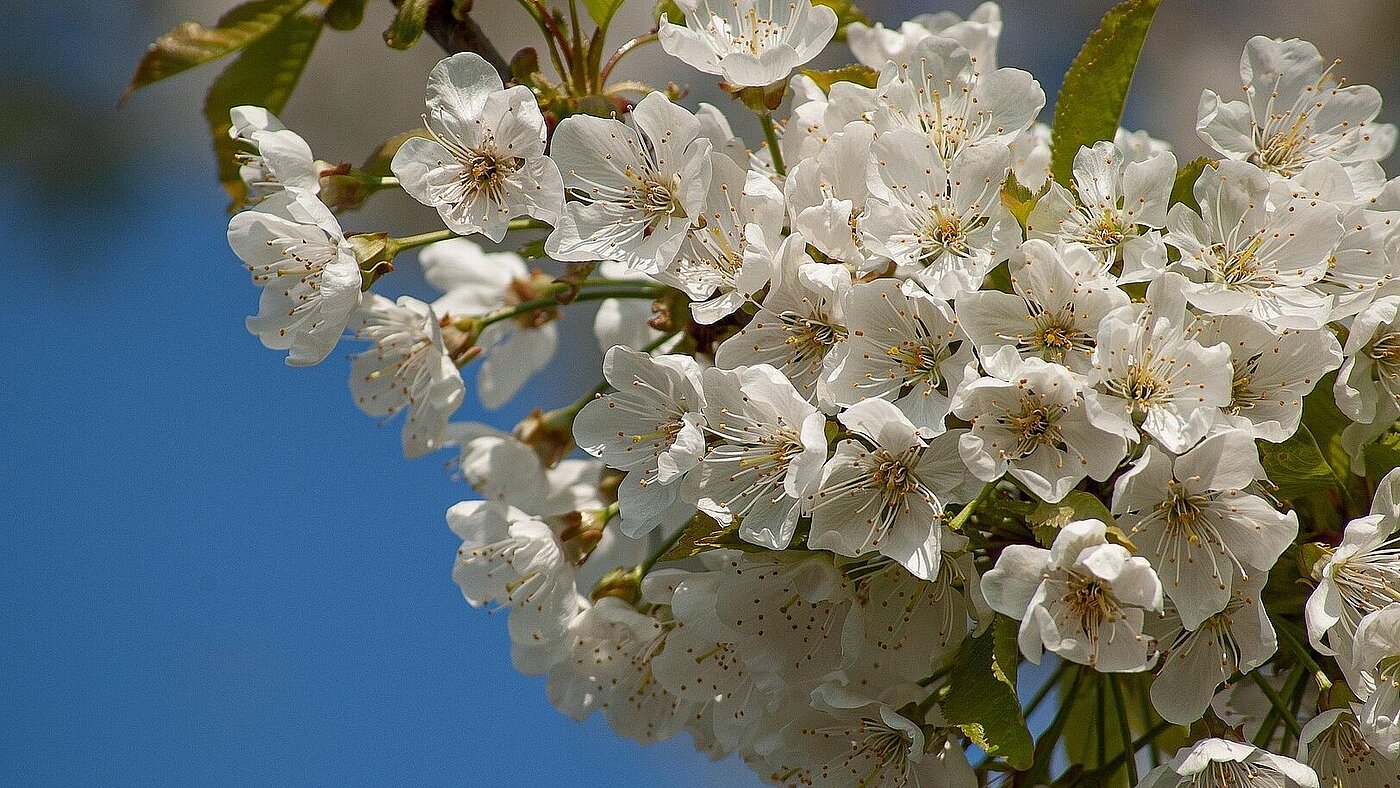 Barbarazweige: Wenn Hoffnung blüht